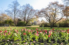 12.800 Tulpen ganz verschiedener Farben und Formen sorgen für eine bunte Blütenpracht im Nordpark. Foto: Melanin Zanin