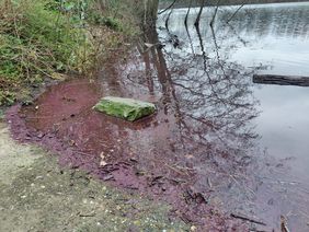 Große Mengen der Burgunderblutalge sind im Menzelsee (südlich Elbsee) an die Wasseroberfläche aufgestiegen. Die Stadt warnt vor der giftigen Alge. Mensch und Tier sollten den Kontakt vermeiden. Fotos: Umweltamt