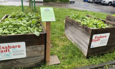 Hochbeete des Projektes "Essbare Stadt" mit Salat bestückt