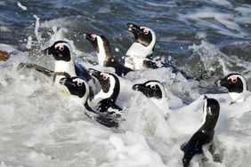 Man sieht mehrere Brillenpinguine in der Brandung