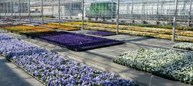 Tulpen und Vergissmeinnicht, Akelei und Bellis, Narzissen, Primeln, Goldlack und jede Menge Stiefmütterchen (hier im Bild). Foto: Wilfried Meyer