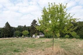 Die ausgezeichnete Streuobstwiese wurde vor 6 Jahren angelegt. Foto: Uwe Schaffmeister
