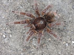 Die Goliath-Vogelspinne (Teraphosa blondi); Foto: Aquazoo Löbbecke Museum