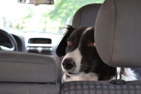 Symbolfoto: Hund im Auto. Bei warmen Temperaturen ist das Zurücklassen von Tieren im Auto eine Gefahr für die Vierbeiner