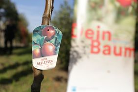 Infos zur Aktion und den einzelnen Bäumen sind unter www.duesseldorf.de/deinbaum abrufbar. Foto: Landeshauptstadt Düsseldorf/Ingo Lammert