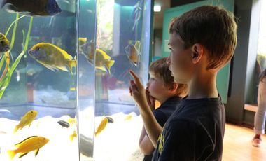Ein Junge steht vor einem Aquarium in der Ausstellung des Aquazoo Löbbecke Museum. Hinter der Glasscheibe sind verschiedene Buntbarsche zu erkennen. 