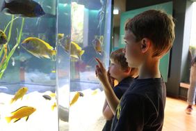 Ein Junge steht vor einem Aquarium in der Ausstellung des Aquazoo Löbbecke Museum. Hinter der Glasscheibe sind verschiedene Buntbarsche zu erkennen. 