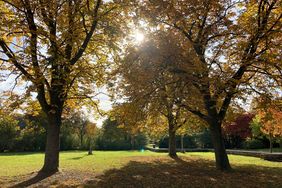 Mehr als 3.000 Kubikmeter Laub werden jährlich zusammengekehrt. Foto: Gartenamt