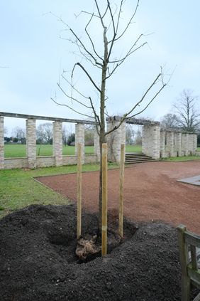 Die Nachpflanzungen der Bäume orientieren sich hinsichtlich Habitus, Wuchshöhe, Blatt- und Blütenfarbe an den ursprünglichen Bäumen, die dort standen. Unter Berücksichtigung der gartendenkmalpflegerischen Vorgaben wurde die Sorte Malus "Rudolph" ausgewählt.