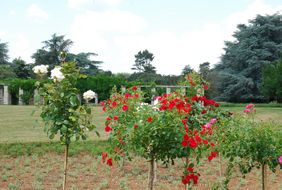 Die Stadt vergibt Patenschaften für ein neu bepflanztes Rosenbeet im Nordpark; Fotos: Gartenamt