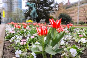 Tulpen, Bellis und Hornveilchen im Kö-Gärtchen
