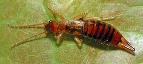 Sogenannte "Ohrenkneifer" werden nicht von allen geliebt, sind aber ausgesprochen nützlich bei der Bekämpfung von Blattläusen und verschiedenen Larven (Foto Andre Karwath, CC BY-SA 2.5).
