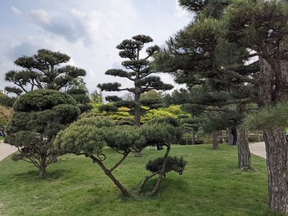Kühler Rückzugsort – Japanischer Garten im Nordpark
