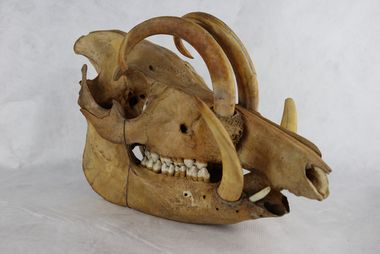 Schädel eines männlichen Hirschebers: Die Hauer (Eckzähne) sind extrem verlängert und nach hinten gebogen