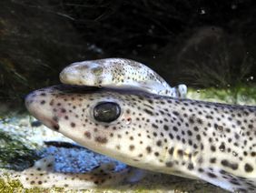 Hinter den Kulissen wachsen gleich mehrere Kleingefleckte Katzenhaie (Scyliorhinus canicula) heran. Foto: Aquazoo Löbbecke Museum.