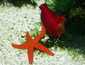 Ein Purpurstern (Echinaster sepositus) in bester Gesellschaft einer Seescheide - die zwar eine "Rückenseite", aber auch keine Wirbelsäule hat.