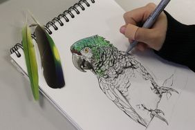 Eine rechte hand hält einen schwarzen Stift über ein Blatt Papier, auf dem ein Papagei coloriert wird. Auf dem linken, oberen Bildrand liegen zwei grüne Papageienfedern
