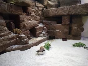 Die Gundis in ihrem neuen Gehege in Saitama; Foto: Sandra Honigs