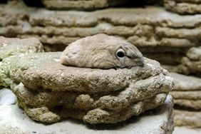 Die Stadtwerke Düsseldorf unterstützen das Aquazoo mit zwei besonderen Patenschaften: Zum einen fördern sie das Gundi-Zuchtprogramm, zum anderen sind sie neuer Pate für die Vieraugenfische. Foto: Stadtwerke Düsseldorf/ Ulrik Eichentopf