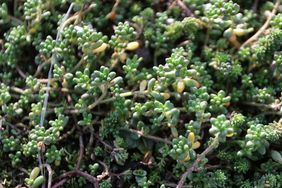 Auf dem Dach wurden sogenannte "Vegetationsmatten" ausgebreitet, die aus Moos und Sedum, einem bodenbedeckenden Dickblattgewächs, bestehen; Foto: David Young
