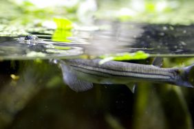 Die Stadtwerke Düsseldorf unterstützen das Aquazoo mit zwei besonderen Patenschaften: Zum einen fördern sie das Gundi-Zuchtprogramm, zum anderen sind sie neuer Pate für die Vieraugenfische; Foto: Stadtwerke Düsseldorf/Ulrik Eichentopf