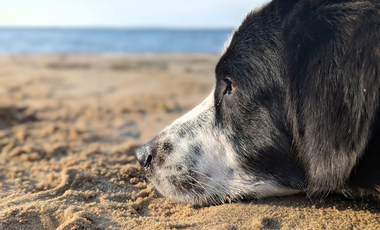 Hund Nahaufnahme