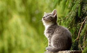 Symbolfoto: Katze. Seit rund zwei Jahren gilt die Kastrations-, Kennzeichnungs- und Registrierungspflicht für Freigänger-Katzen in der Landeshauptstadt Düsseldorf