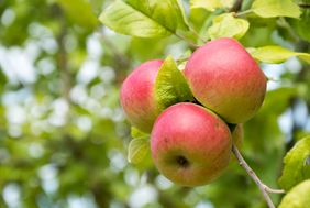Alte heimische Obstsorten gelten als besonders robust, hier "Kaiser Wilhelm". Foto: Uwe Schaffmeister