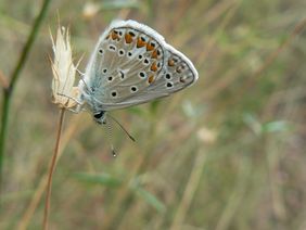 Schmetterling auf einem Grashalm sitzend