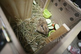 Vorbereitungen für die große Reise: Am Dienstag, 18. Juni, wurden die Gundis im Aquazoo für den Flug in ihre Transportboxen gesetzt; Foto: Ingo Lammert