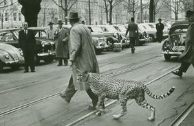 Spaziergang mit Gepard auf der Kö, 1958