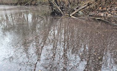 Die Landeshauptstadt Düsseldorf warnt vor der giftigen Burgunderblutalge, die aufgrund der Witterung massenhaft, insbesondere im Kleinen Menzelsee, auftritt. Der Kontakt sollte von Mensch und Tier vermieden werden, Foto: Landeshauptstadt Düsseldorf
