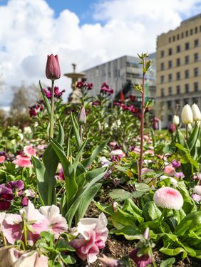 Tulpe "Queen of Night". Foto: Melanie Zanin