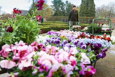 Im Schlosspark Benrath blühen auch Stiefmütterchen, Vergissmeinnicht und große Krokusse. Dazu pflanzen die Stadtgärtner Anemonen, verschiedene Tulpen und Zierlauch. Fotos: Zanin