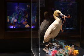 Ein Präparat eines Basstölpels (Meeresvogels), der ein Stück Plastikschnur im Schnabel hält und auf einem Nest sitzt, das zum Großteil aus Plastikmüll besteht