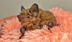 Guido Hoehne – Fledermaus NRW