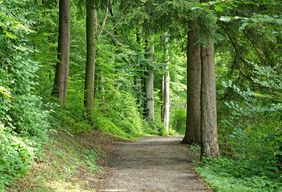 Wälder dürfen nur noch auf festen Wegen betreten werden