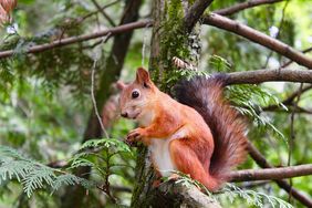 Warum Eichhörnchen nicht nur Eicheln fressen - Aktionstag in der neuen Waldschule am Samstag, 29. Februar