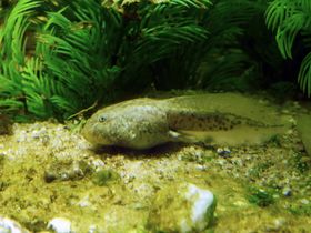 Aquazoo Löbbecke Museum