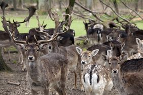Der Wildpark Grafenberg bleibt heute (Samstag, 3. Januar 2026) aufgrund extremer Eisglätte bis auf Weiteres geschlossen. Archivfoto: Garten-, Friedhof und Forstamt