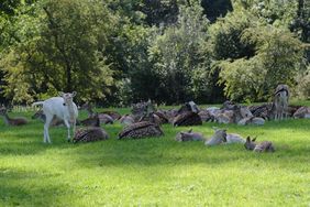 Wildpark bleibt heute geschlossen. Foto: Michael Gstettenbauer