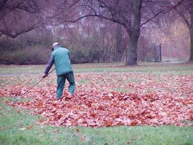 150 Mitarbeitende des Gartenamtes sammeln Laub in den Grünanlagen. Foto: Gartenamt
