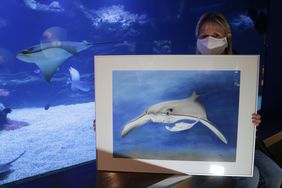 Malerin Monica Schwarz mit ihrem Kunstwerk für die Auktion passend vor dem Anton-Lendle-Riff des Aquazoo Löbbecke Museum, in dem neben dem Schwarzspitzenriffhai auch Rochen und viele weitere Aquarienbewohner leben; Foto: David Young