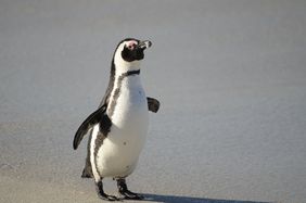 Neben vielen weiteren Arten profitieren die südafrikanischen Brillenpinguine von der Versteigerung des Aquazoo. Foto: Patrick Appelhans