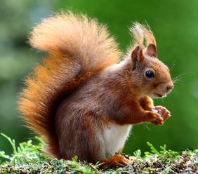 Hände weg von jungen Wildtieren Foto: Pixabay