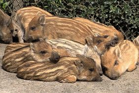 Im Wildpark sind die Frischlinge da. Besucherinnen und Besucher können in diesen Tagen die rund 20 jungen Wildschweine beobachten. Foto: Gartenamt