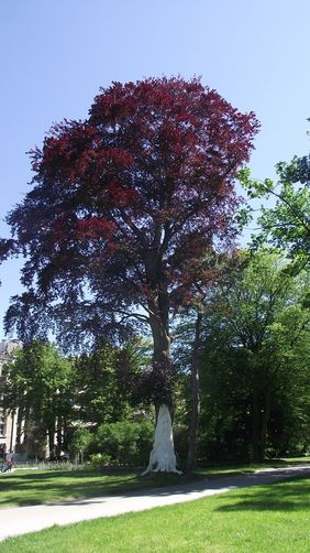 Landeshauptstadt Düsseldorf/Gartenamt