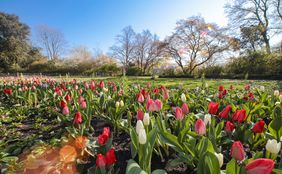 12.800 Tulpen ganz verschiedener Farben und Formen sorgen für eine bunte Blütenpracht im Nordpark. Foto: Melanin Zanin