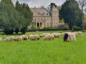 Durch die Beweidung wird die Wiese von Kleingehölz und Riesenbärenklau befreit