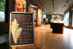 Einblick in die Sonderausstellung "Muscheln, Schnecken, Pillendosen" im Aquazoo Löbbecke Museum 